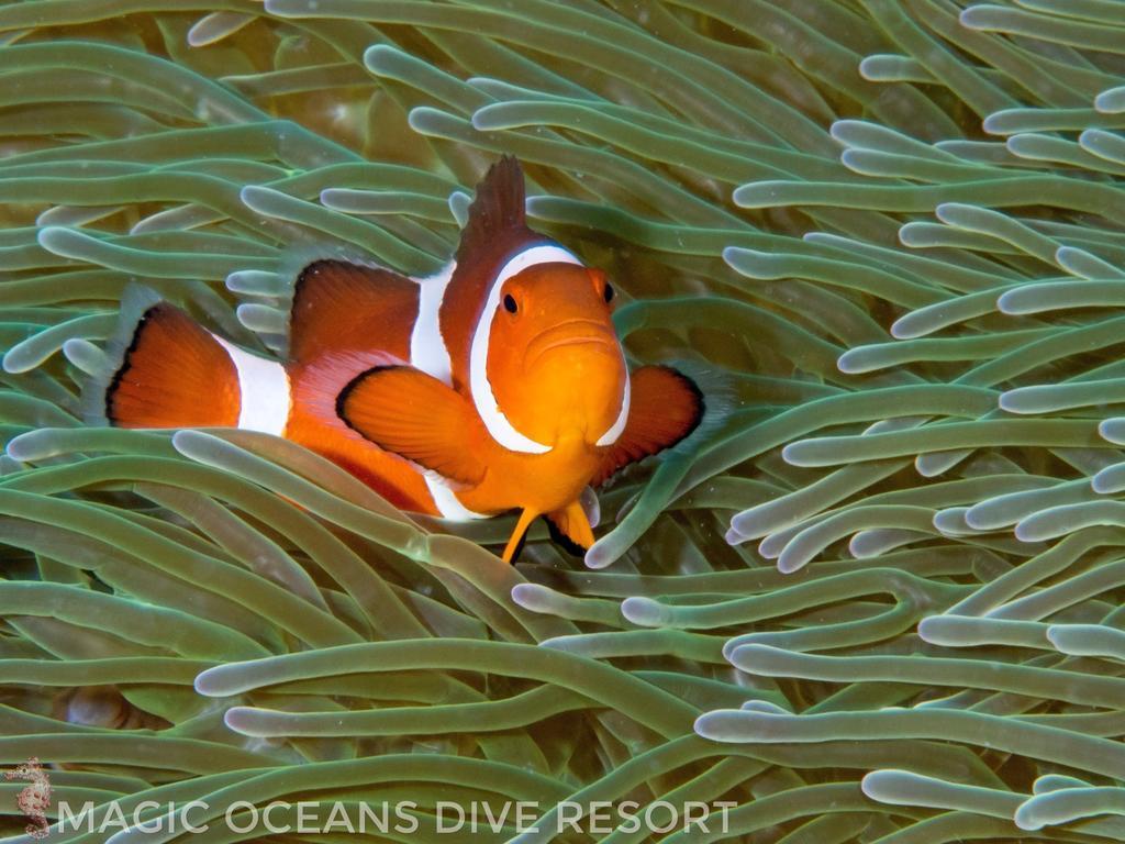 Magic Oceans Dive Resort Anda  Luaran gambar