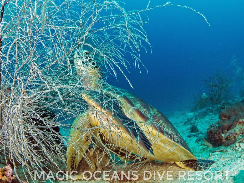 Magic Oceans Dive Resort Anda  Luaran gambar