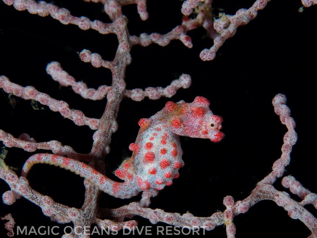 Magic Oceans Dive Resort Anda  Luaran gambar