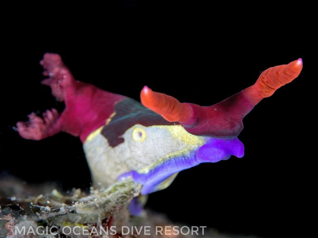 Magic Oceans Dive Resort Anda  Luaran gambar